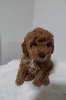 processed/16707b0f-06c3-47d1-a715-cca4602c7a44/listing/2768eb8a-d5af-4b82-a59e-79d6fd10a445/00501748-3f16-4de0-b442-4ff8fcffc47a