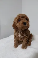 processed/16707b0f-06c3-47d1-a715-cca4602c7a44/listing/2768eb8a-d5af-4b82-a59e-79d6fd10a445/72e03ac5-18af-473f-90db-bfdad433721e