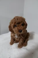 processed/16707b0f-06c3-47d1-a715-cca4602c7a44/listing/2768eb8a-d5af-4b82-a59e-79d6fd10a445/a34c0b1e-852f-4b43-b753-6792df2b4eda