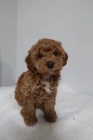 processed/16707b0f-06c3-47d1-a715-cca4602c7a44/listing/2768eb8a-d5af-4b82-a59e-79d6fd10a445/affcb4fe-388a-4fe7-9a9c-68d72805c19c