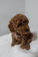 processed/16707b0f-06c3-47d1-a715-cca4602c7a44/listing/2768eb8a-d5af-4b82-a59e-79d6fd10a445/c9a7bc7d-3dc4-4968-8f6c-7dceb159db40