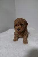 Thor, a male Poodle - Miniature  for sale in Hudson, NY – Photo 3 of 3