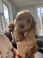 processed/16707b0f-06c3-47d1-a715-cca4602c7a44/listing/ee16a625-0afb-40a4-ae30-191a386fce4c/2cfee979-3b32-42e9-bc6f-d193222c40dd