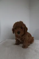 processed/16707b0f-06c3-47d1-a715-cca4602c7a44/listing/ee16a625-0afb-40a4-ae30-191a386fce4c/3049dfd2-0778-4f43-b4c5-d49a343b8a5c