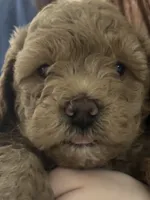 processed/16707b0f-06c3-47d1-a715-cca4602c7a44/listing/ee16a625-0afb-40a4-ae30-191a386fce4c/611cdd3b-9a93-4c11-a640-3f665fb1e076