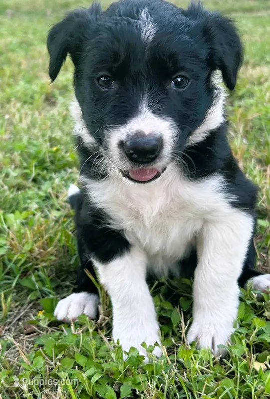 JB BW Female – Border Collie puppy for sale in Spring Branch, TX