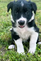 JB BW Female, a female Border Collie for sale in Spring Branch, TX – 1 of 1