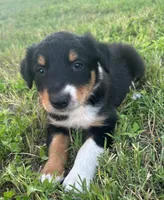 JB Tri Female, a female Border Collie for sale in Spring Branch, TX – 1 of 1