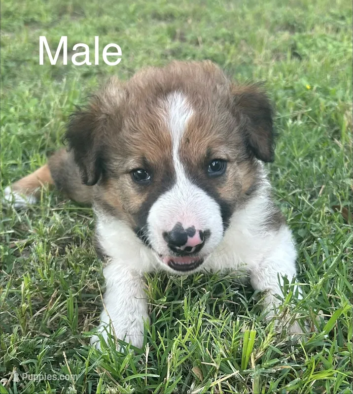 JB Male Puppy – Border Collie puppy for sale in Spring Branch, TX