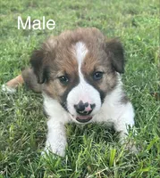 JB Male Puppy, a male Border Collie for sale in Spring Branch, TX – 1 of 1