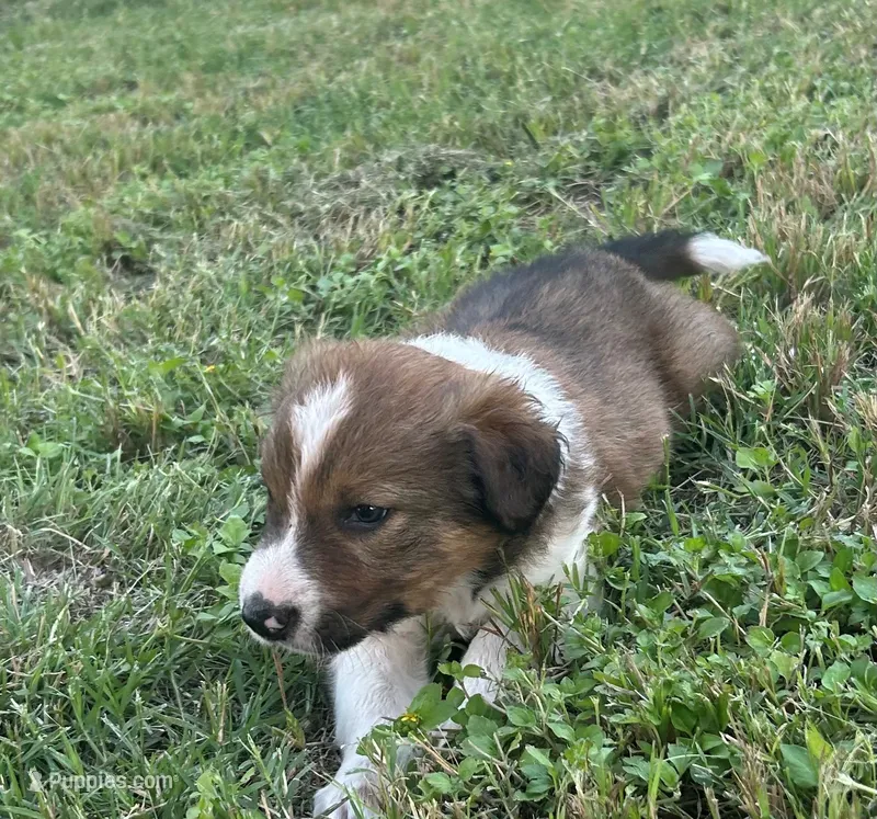 JB Brindle Female – Border Collie puppy for sale in Spring Branch, TX