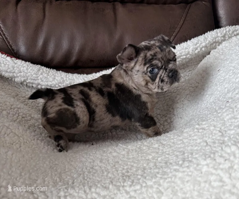 Ophelia  – French Bulldog, Bugg puppy for sale in Livermore Falls, ME