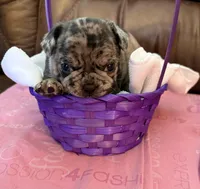 Ophelia , a female French Bulldog and Bugg for sale in Livermore Falls, ME – Photo 2 of 2