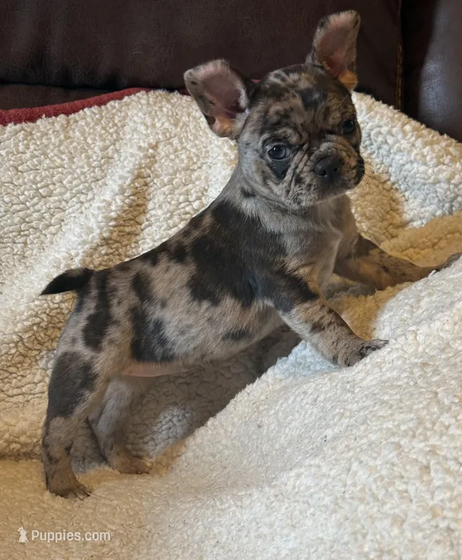 Ophelia  – French Bulldog, Bugg puppy for sale in Livermore Falls, ME