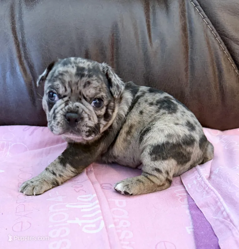 Ophelia  – French Bulldog, Bugg puppy for sale in Livermore Falls, ME