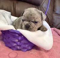 Petunia , a female French Bulldog and Bugg for sale in Livermore Falls, ME – Photo 2 of 4