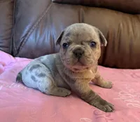 Petunia , a female French Bulldog and Bugg for sale in Livermore Falls, ME – Photo 4 of 4