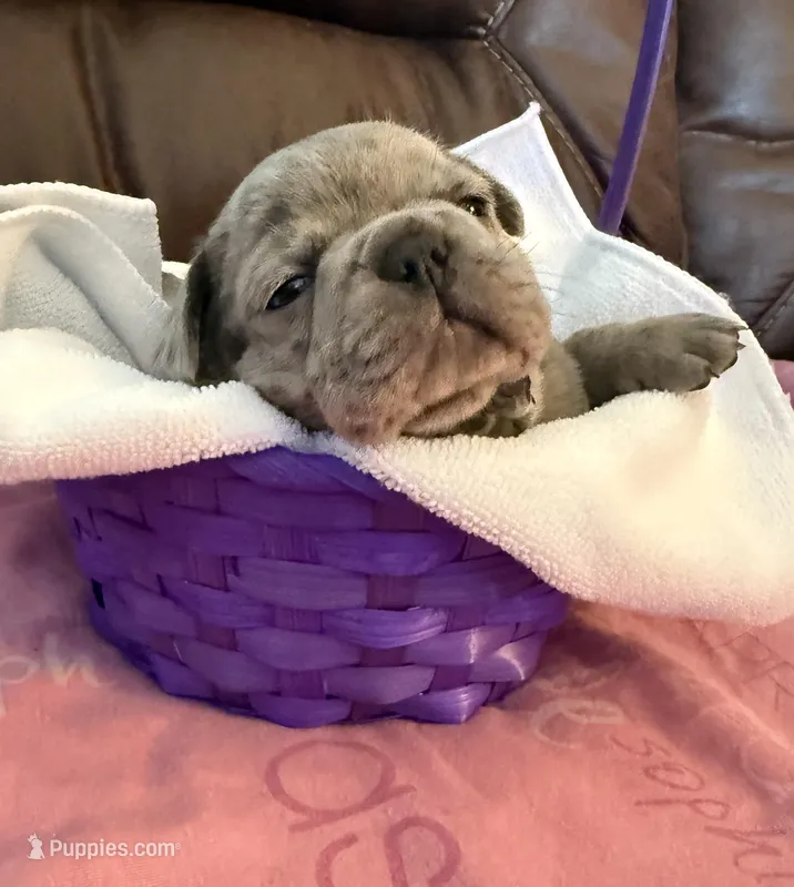 Petunia  – French Bulldog, Bugg puppy for sale in Livermore Falls, ME