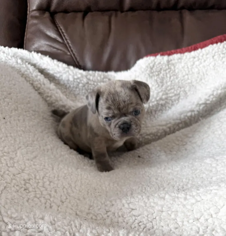 Petunia  – French Bulldog, Bugg puppy for sale in Livermore Falls, ME