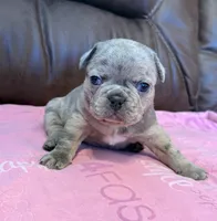 Petunia , a female French Bulldog and Bugg for sale in Livermore Falls, ME – Photo 3 of 4