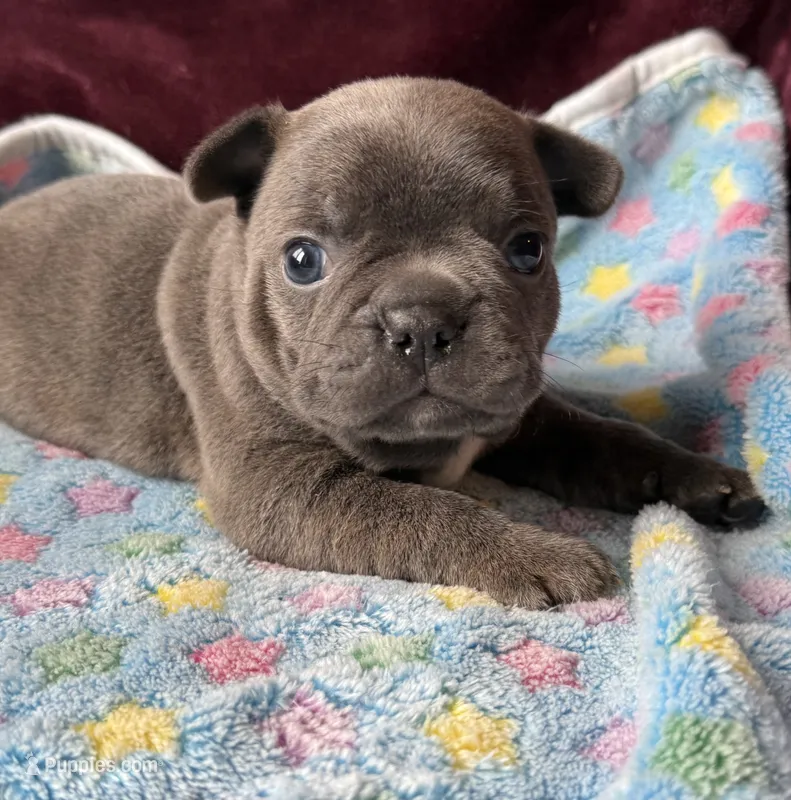 Barrel – Boston Terrier, French Bulldog puppy for sale in Livermore Falls, ME