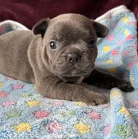 Barrel, a male Boston Terrier and French Bulldog for sale in Livermore Falls, ME – 1 of 2