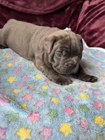 Lock, a male Boston Terrier and French Bulldog for sale in Livermore Falls, ME – 1 of 2