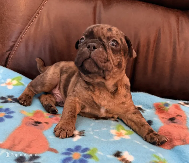 Gomez – French Bulldog, Bugg puppy for sale in Livermore Falls, ME