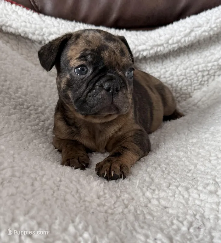 Gomez – French Bulldog, Bugg puppy for sale in Livermore Falls, ME