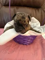 Gomez, a male French Bulldog and Bugg for sale in Livermore Falls, ME – Photo 2 of 2