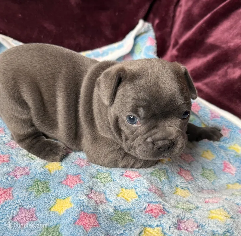 Shock – Boston Terrier, French Bulldog puppy for sale in Livermore Falls, ME