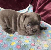 Shock, a female Boston Terrier and French Bulldog for sale in Livermore Falls, ME – 1 of 3