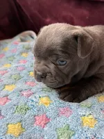 Shock, a female Boston Terrier and French Bulldog for sale in Livermore Falls, ME – 2 of 3