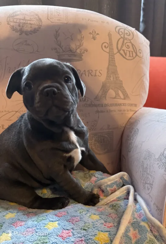 Shock – Boston Terrier, French Bulldog puppy for sale in Livermore Falls, ME