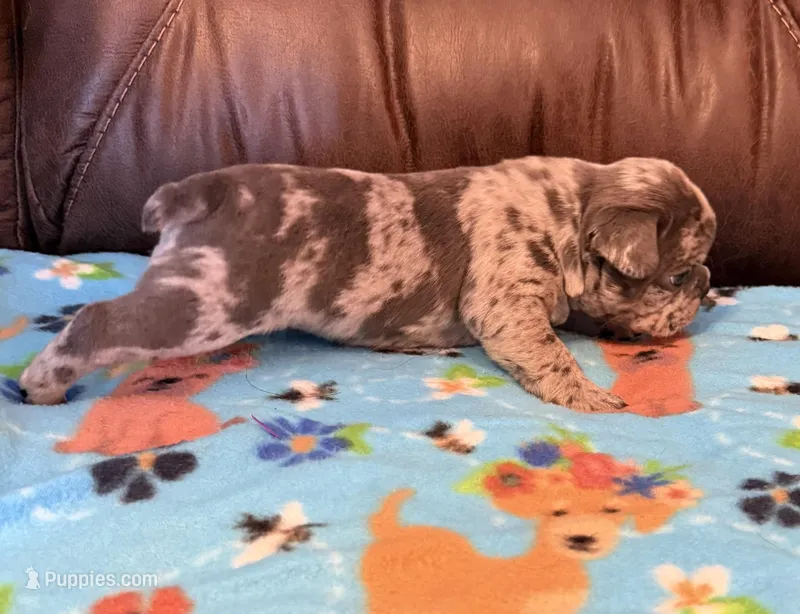 Pugsley – French Bulldog, Bugg puppy on hold in Livermore Falls, ME