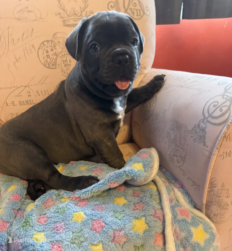 Lock – Boston Terrier, French Bulldog puppy for sale in Livermore Falls, ME