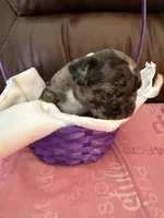 Uncle fester, a male French Bulldog and Bugg for sale in Livermore Falls, ME – Photo 3 of 3