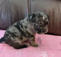 Uncle fester, a male French Bulldog and Bugg for sale in Livermore Falls, ME – Photo 1 of 3