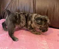 Uncle fester, a male French Bulldog and Bugg for sale in Livermore Falls, ME – Photo 2 of 3