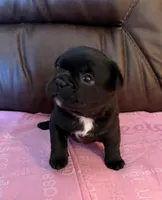 Morticia, a female French Bulldog and Bugg for sale in Livermore Falls, ME – Photo 3 of 6