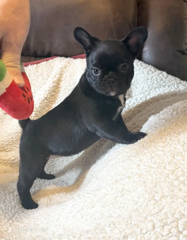 Morticia – French Bulldog, Bugg puppy for sale in Livermore Falls, ME