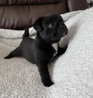 Morticia, a female French Bulldog and Bugg for sale in Livermore Falls, ME – Photo 5 of 6