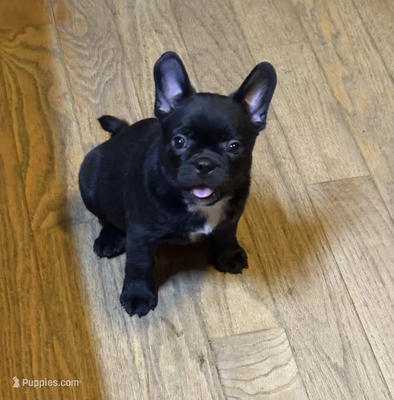 Morticia – French Bulldog, Bugg puppy for sale in Livermore Falls, ME