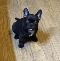 Morticia, a female French Bulldog and Bugg for sale in Livermore Falls, ME – Photo 1 of 6