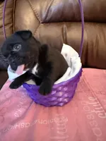 Morticia, a female French Bulldog and Bugg for sale in Livermore Falls, ME – Photo 6 of 6