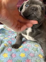 Shock, a female Boston Terrier and French Bulldog for sale in Livermore Falls, ME – 3 of 3