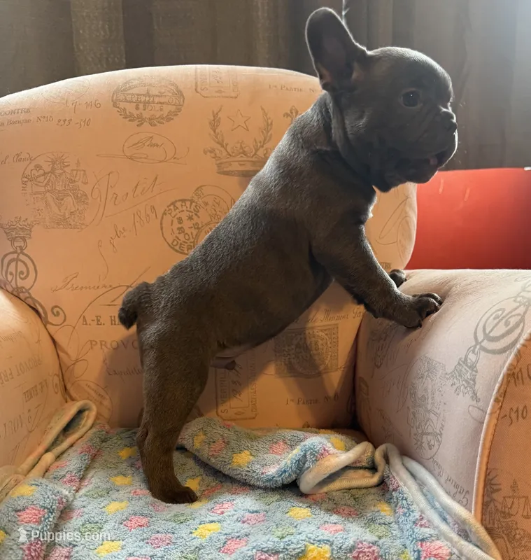 Barrel – Boston Terrier, French Bulldog puppy for sale in Livermore Falls, ME