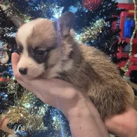 Penny, a female Pembroke Welsh Corgi for sale in Godley, TX – Photo 7 of 9