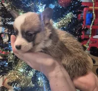 Penny, a female Pembroke Welsh Corgi for sale in Godley, TX – Photo 7 of 9