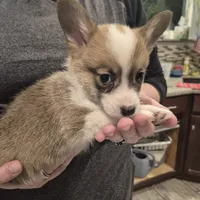 Penny, a female Pembroke Welsh Corgi for sale in Godley, TX – Photo 8 of 9